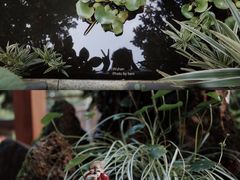 -谷咖啡·鲜花绿植花园餐厅