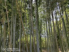 -新虹桥中心花园