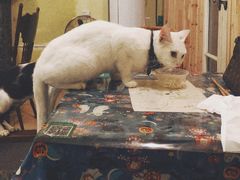-猫色咖啡·猫咖