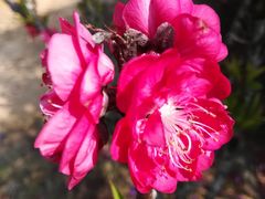 -南国桃园旅游度假区