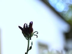-杭州植物园
