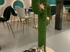 -飞行喵MR PILOT|猫舍·猫咖(静安大融城店)