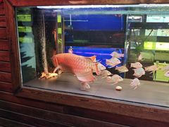 -中环花鸟鱼虫市场