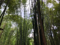 -川西竹海景区