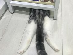 -喵的天空名猫咖啡馆·撸猫·猫舍·用品