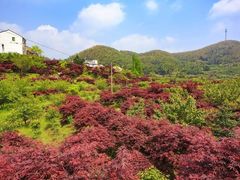 -四明山国家森林公园