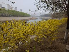 -桃花堤公园