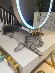 -飞梵造型