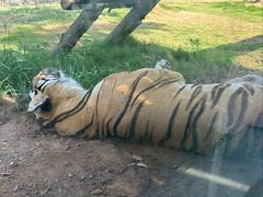 -西霞口神雕山野生动物世界