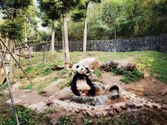 -都江堰中华大熊猫苑