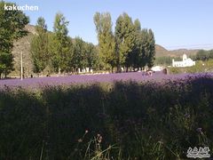 -紫海香堤香草艺术庄园