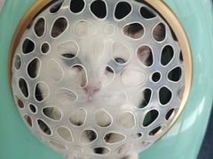-艾吉宠物医院·疑难杂症转诊中心·猫友好(碧江路院)