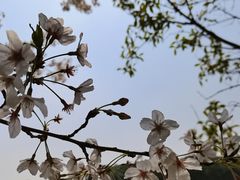 -高东镇樱花园