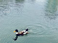 -鲁迅公园-垂钓中心