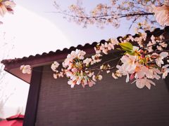 -高东镇樱花园