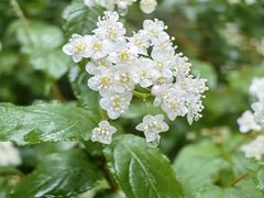 -大连天门山国家森林公园