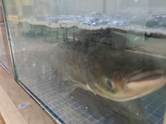 -丁老爷子苏香圆