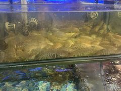 -友强·23年特色海鲜大排档(厦门店)