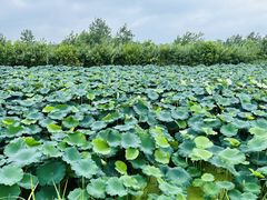 -池杉湖湿地公园