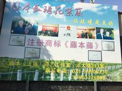 -嘉定紫藤园