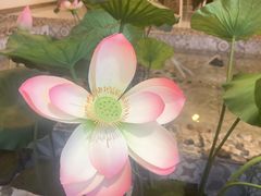 -开间茶馆·围炉煮茶