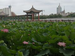 -莲花池公园