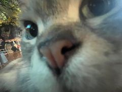 -猫猫幼稚园·撸猫·桌游·电玩
