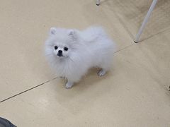 -芭比堂动物医院·犬猫全科·异宠专科(雁塔分院)