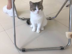 -怪兽屋·羊驼·猫咖·狗咖(俊华广场店)