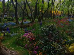 -上海共青森林公园