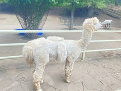 -沈阳森林动物园