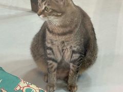 -豆逗聊愈猫阁Easy Life