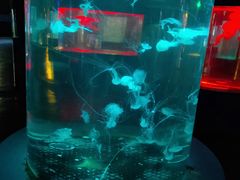 -重庆欢乐海底世界