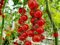 -迪茵湖田家舍生态农场