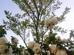 -月湖风景区