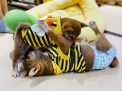 -逗柴咖啡屋·狗咖猫咖宠物桌游