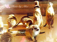 -大连森林动物园