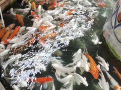 -南宫五洲植物乐园