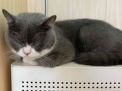 -绒爪撸猫下午茶·猫咖