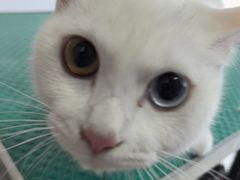 -全心全意连锁动物医院·微创中心·内科急重症·心脏专科(丰管路店)