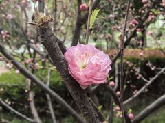-木塔寺遗址生态公园