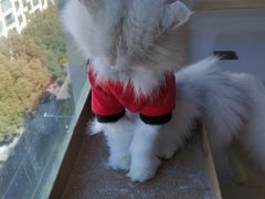 -猫在这儿猫咪咖啡馆·撸猫馆
