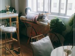 -Husky Go! 哈士奇体验馆·宠物咖啡厅狗咖