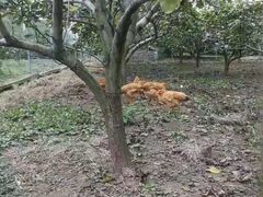 -小六农家乐(崇明西沙湿地店)