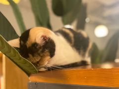-Cappucimeow猫咪咖啡馆(韦伯时代店)