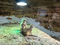 -正佳雨林生态植物园