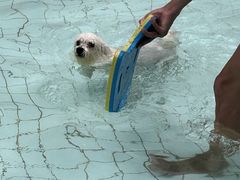 -帕帕拉兹宠物(亚洲旗舰店)