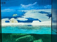 -海合安天津极地海洋公园