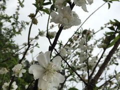 -南国桃园旅游度假区