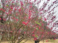 -南国桃园旅游度假区